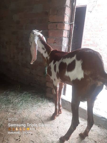 bakri for sale Urgent 9