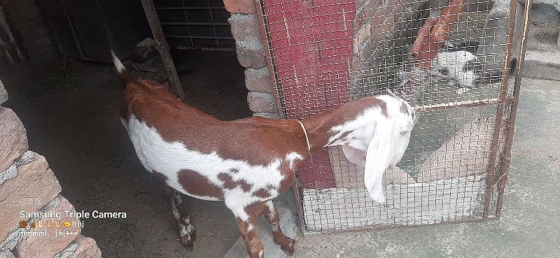 bakri for sale Urgent 10