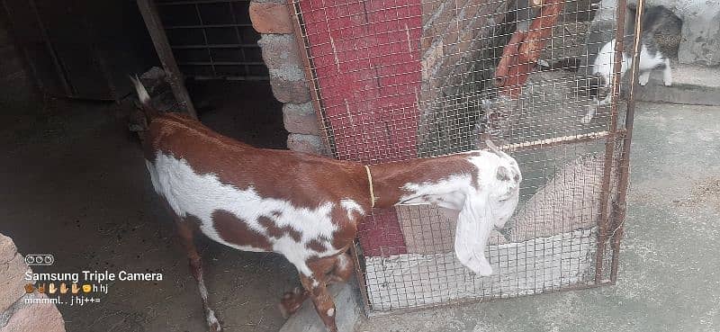 bakri for sale Urgent 11