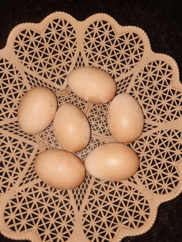 heavy white buff fertile eggs 2