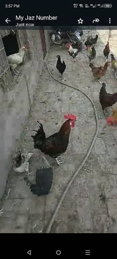 only male cock available 900 rupees per kg no SMS only call