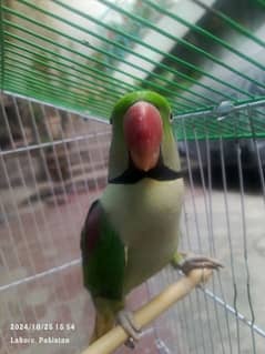 raw parrot full active for sale age 11mon only contact on watsapp