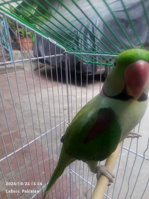 raw parrot pair full active for sale age 11mon only contact on watsapp 2