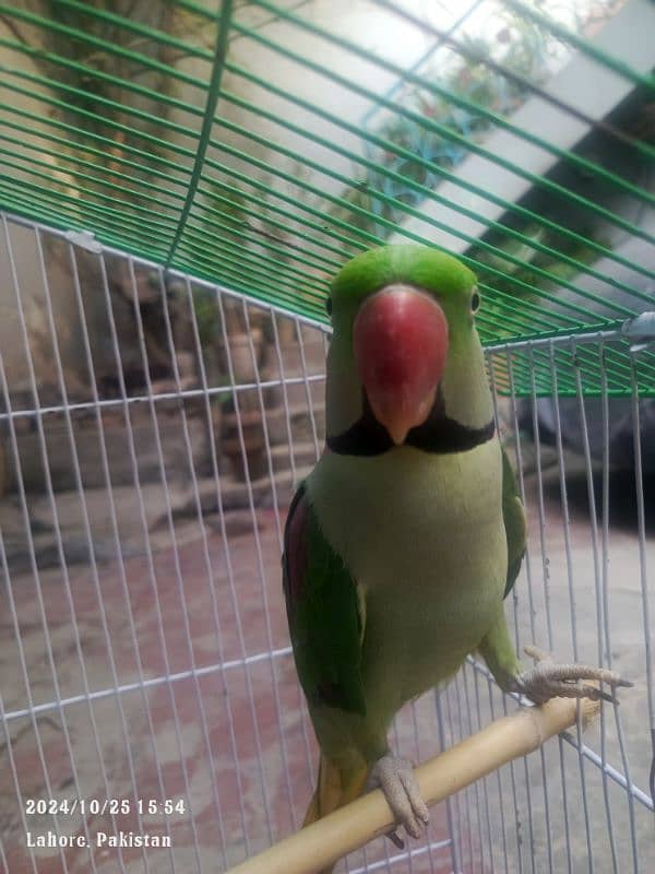 raw parrot pair full active for sale age 11mon only contact on watsapp 4