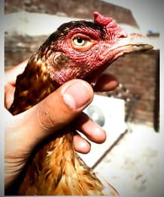 TAMED COCKTAIL BREEDER PAIR AND ASEEL HENS FOR SELL