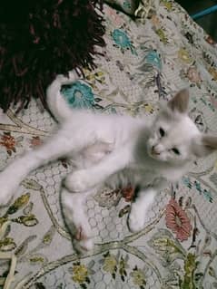 3 month old white coloured kitten for urgent sale