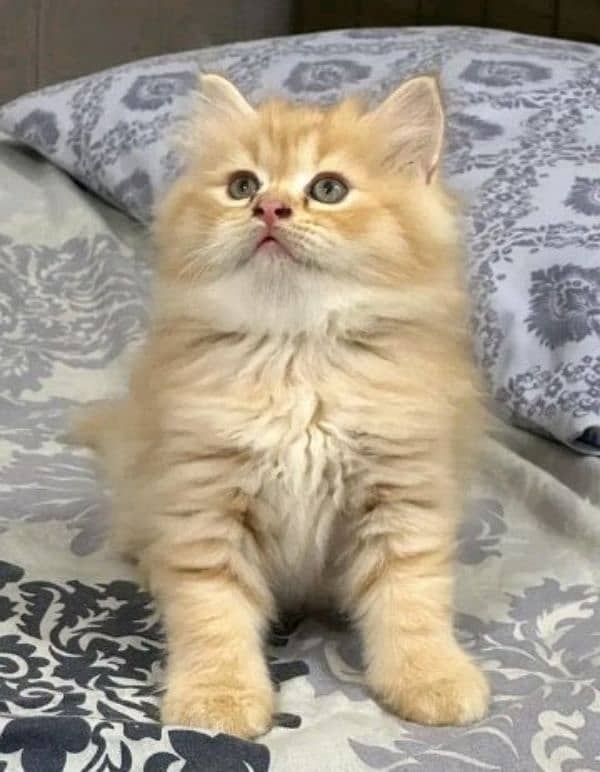 PERSIAN KITTEN FOR SALE CONTACT WHATUP 03201711036 1