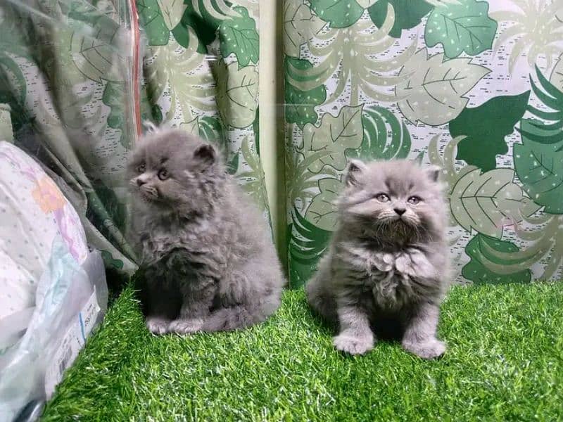 PERSIAN KITTEN FOR SALE CONTACT WHATUP 03201711036 4