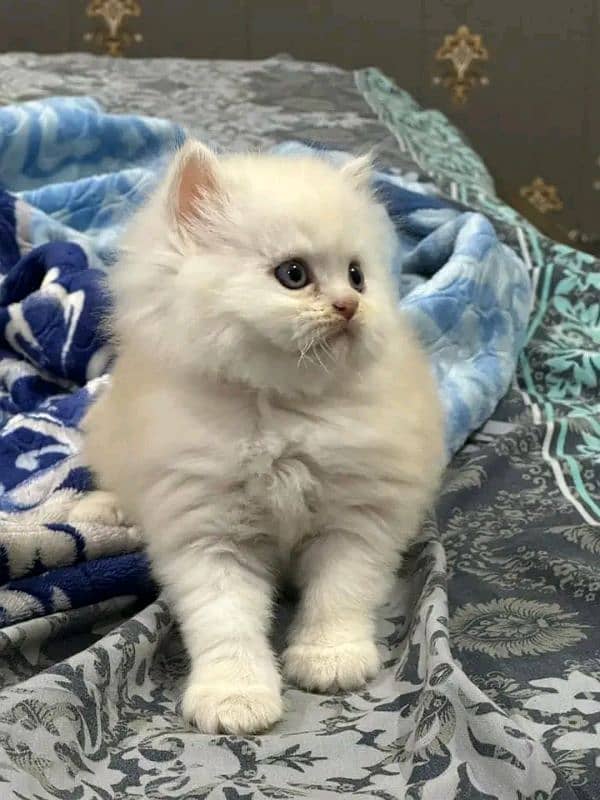 PERSIAN KITTEN FOR SALE CONTACT WHATUP 03201711036 7