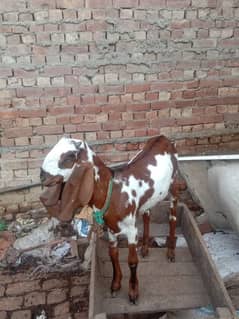 Goats patthiya (Desi)