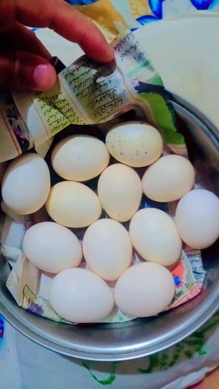 want to sale heera checks and eggs. 9