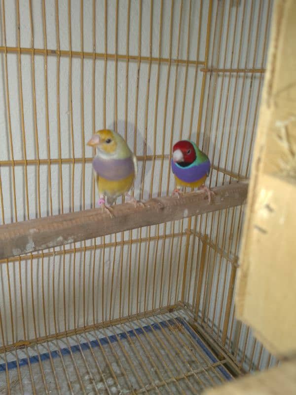 Gouldian Breedar Pair 3