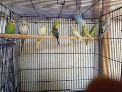 Budgies