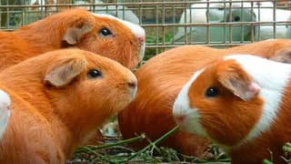 guinea pigs