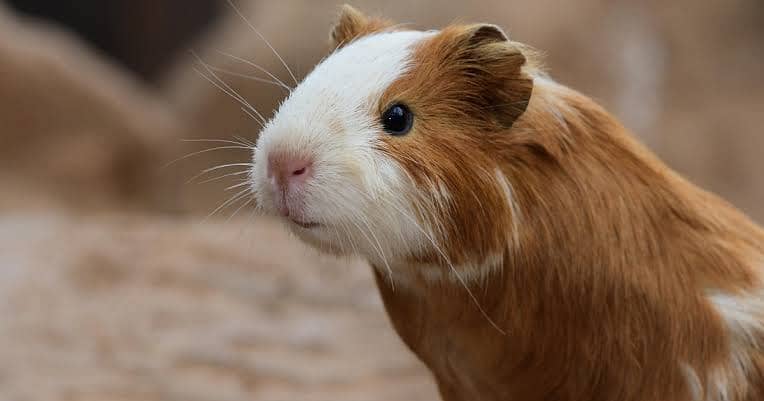 guinea pigs 1