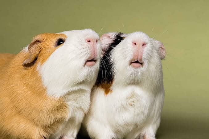 guinea pigs 2