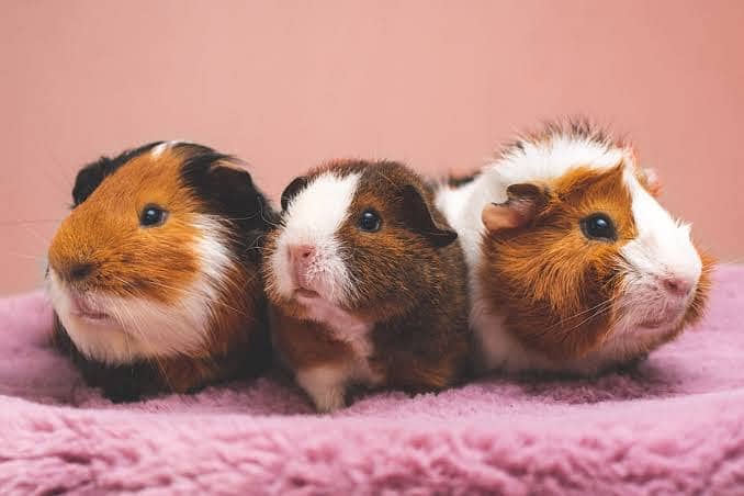 guinea pigs 3