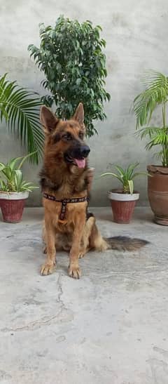 German shepherd female for sale