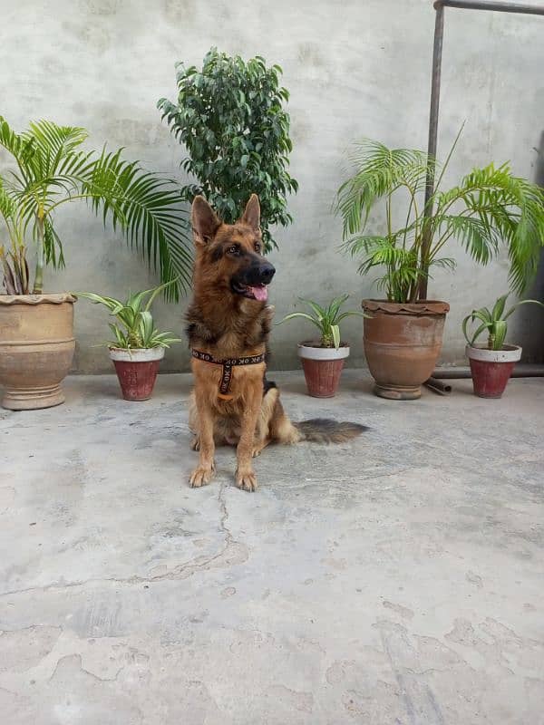 German shepherd female for sale 1