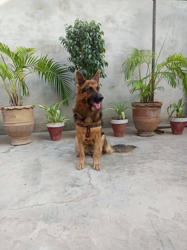 German shepherd female for sale 2