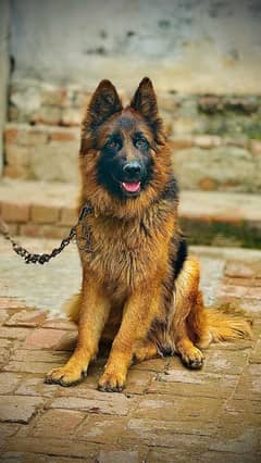 German shepherd dog 2 year age vaccinated