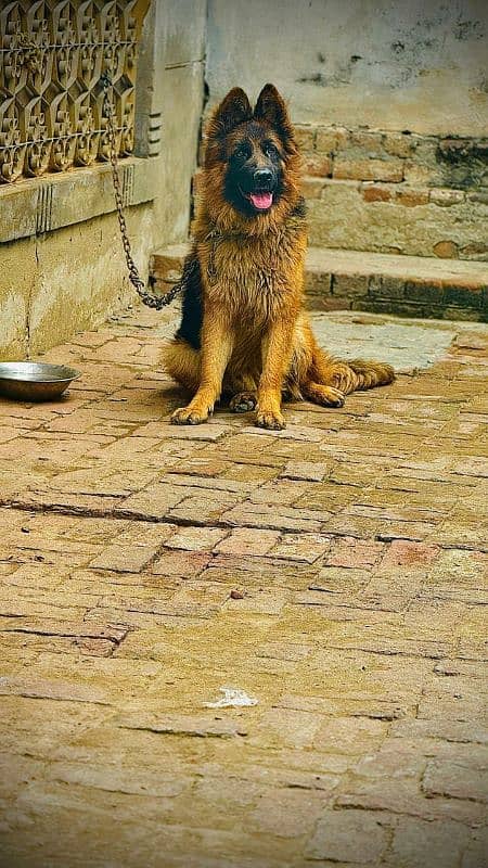 German shepherd dog 2 year age vaccinated 1