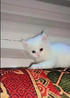 Persian Cat for sale my WhatsApp number 03475940629 0