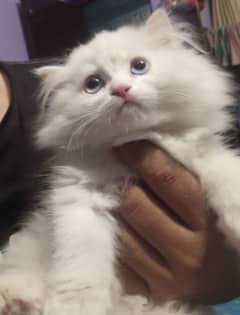 4 months old male and female Persian doll face kittens are for sale