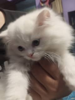 Persian doll face female kitten for sale