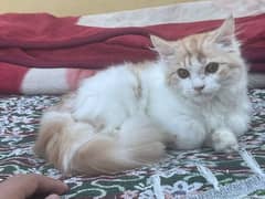 Pure Persian Male kitten 3 cot for sale 15000