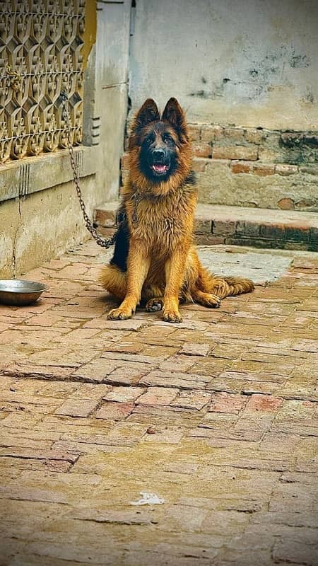 germanshephert dog 2 years old friendly dog 2