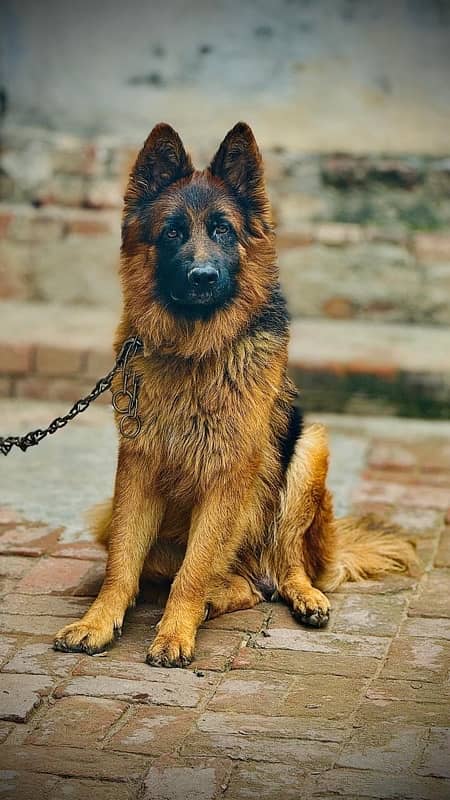 germanshephert dog 2 years old friendly dog 3