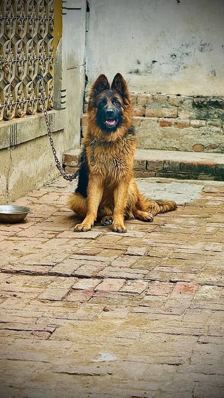 germanshephert dog 2 years old friendly dog 4