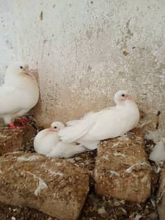 English fantail laka fancy  pigeon with chick and eggs