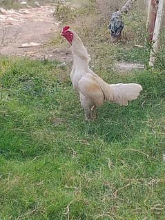 white heera aseel breeder male