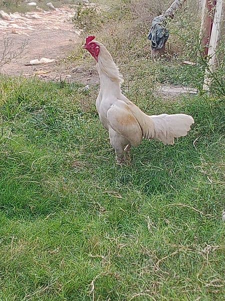 white heera aseel breeder male 0