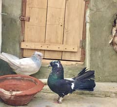 Indian aur American pigeon for sale