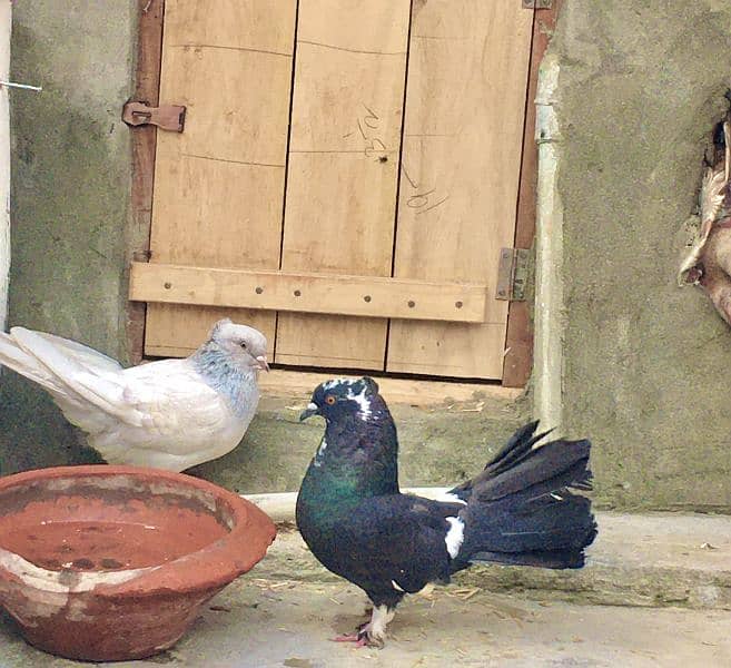 Indian aur American pigeon for sale 0