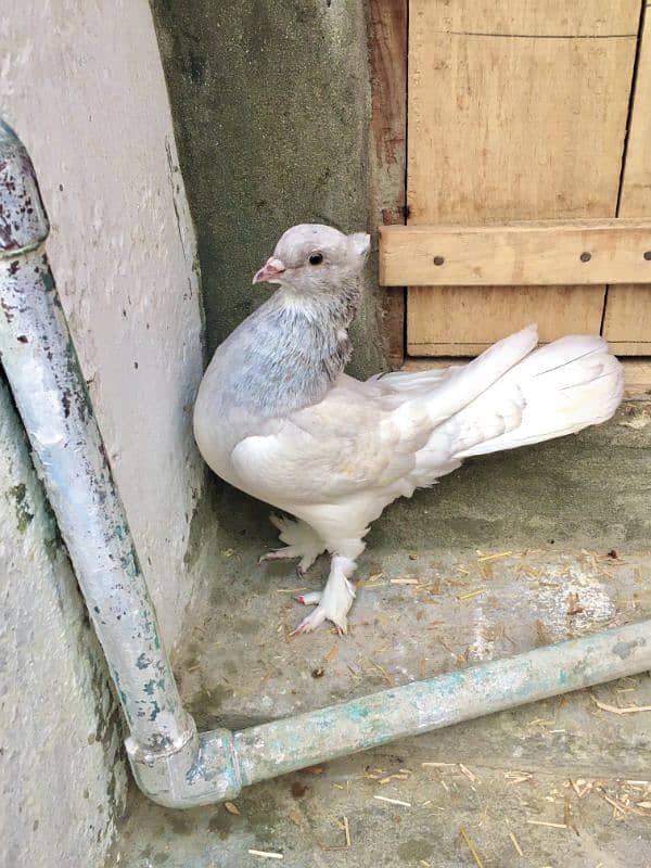 Indian aur American pigeon for sale 1