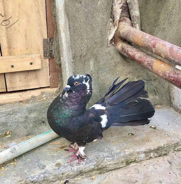 Indian aur American pigeon for sale 2