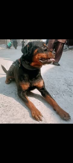 Rottweiler dog