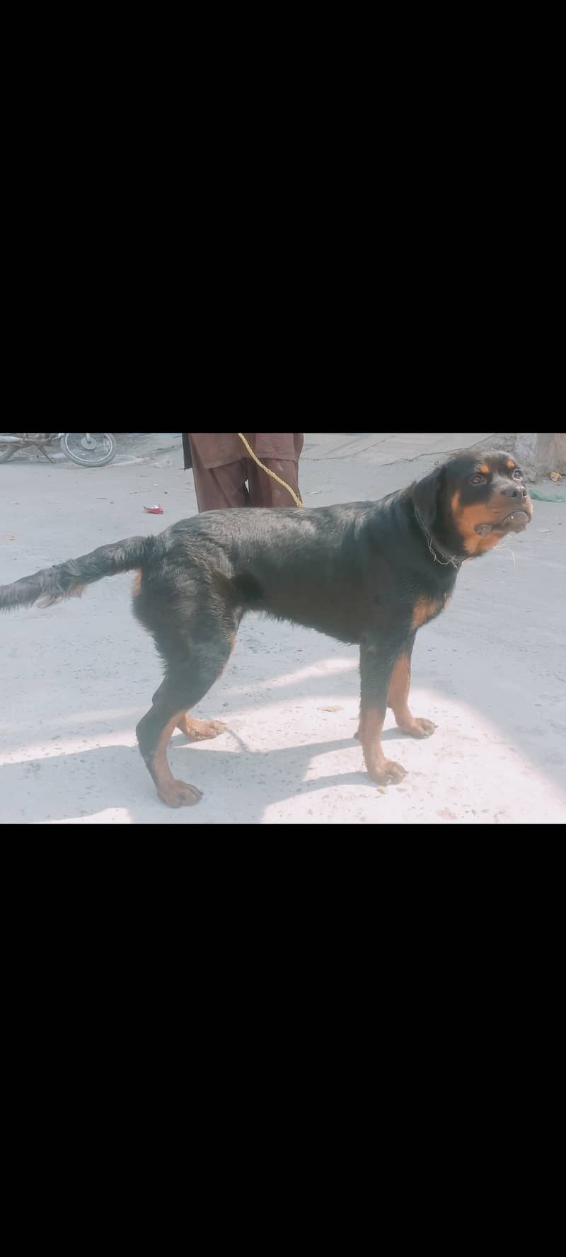 Rottweiler dog 1