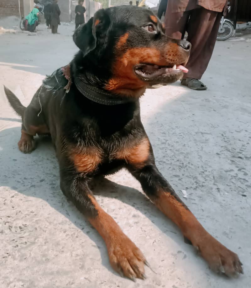 Rottweiler dog 2