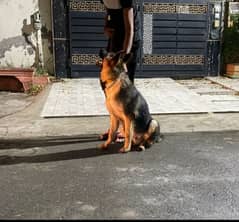 German Shepherd dog for sale WhatsApp number 03475940629