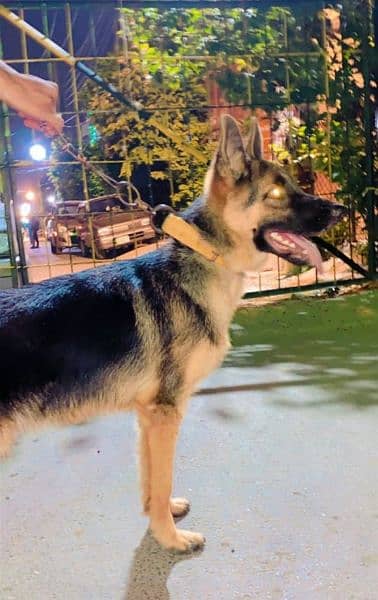 German Shepherd dog for sale WhatsApp number 03475940629 1