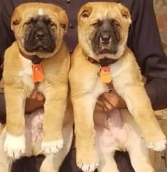 king kurdish kangal pair dabal hadi ful security dogs for sale