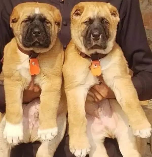 king kurdish kangal pair dabal hadi ful security dogs for sale 0