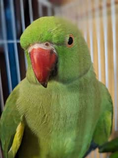 Green Ringneck