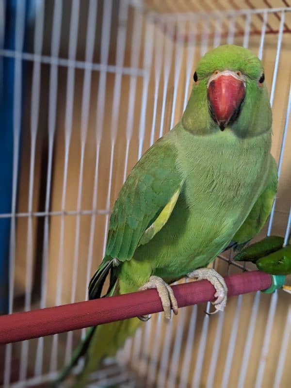 Green Ringneck 1