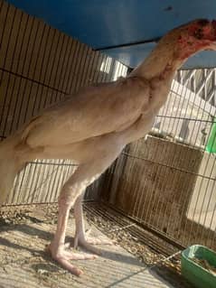 white hera quality pathaay breed for Sale (2 pieces)